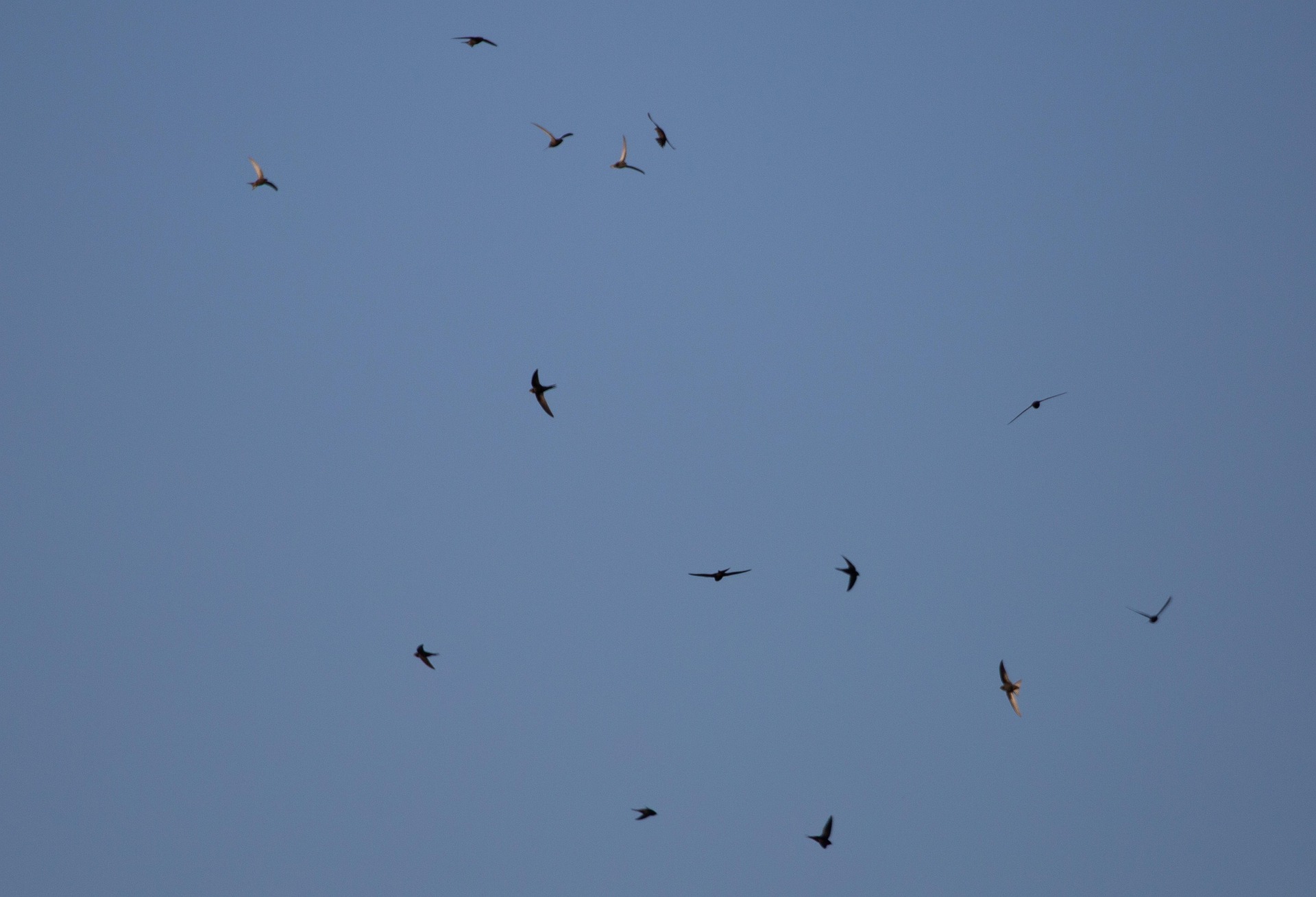Mauersegler im Flug